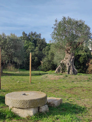 Preserving Tradition: The Art of Olive Oil Pressing at Trull d'Agullana